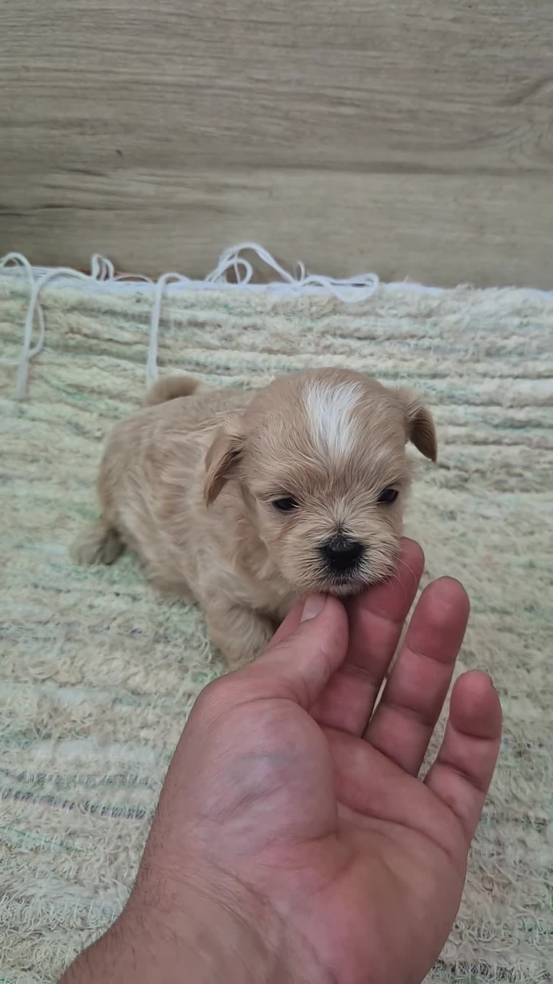 Maltipoo perros en venta: Maltipoo toy machos - Video 1