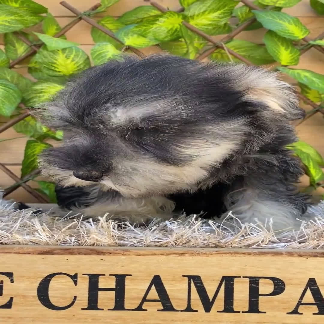 Schnauzer Miniatura perros en venta: Camada de Antía - Video 2