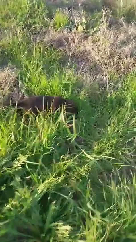 Boxer perros en venta: Último macho de boxer  - Video 1