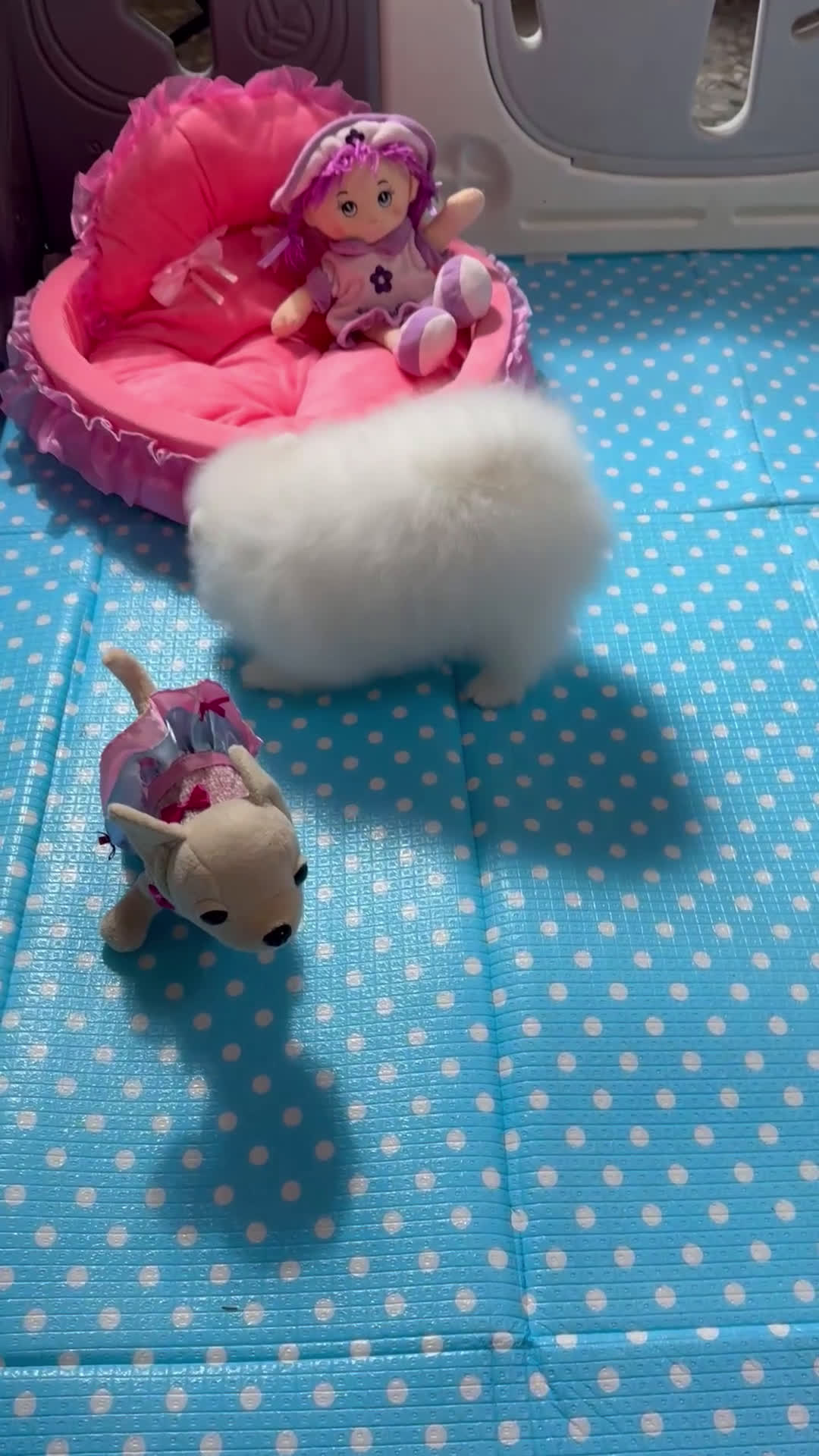 Pomerania perros en venta: Pomerania Toy - Video 1