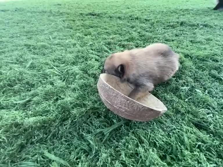 Pomerania perros en venta: Pomerania  - Video 1