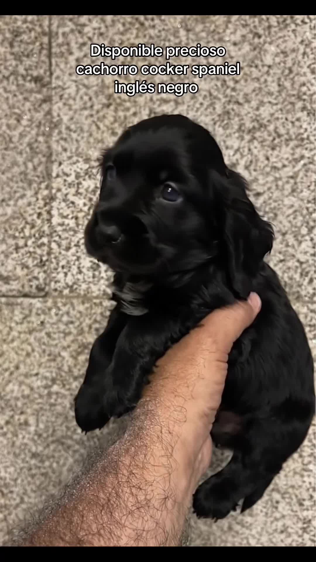 Cocker Spaniel Inglés perros en venta: Espectacular macho cocker NEGRO  en Salamanca - Video 1