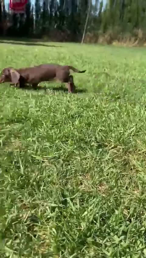 Teckel perros en venta: TECKEL MINIATURA HEMBRA - Video 1