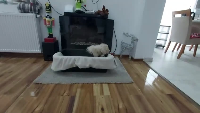 Antiguo Perro de Pastor Inglés - Bobtail perros en venta: Cachorros de Bobtail  - Video 2