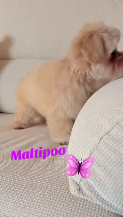 Maltipoo perros en venta: Maltipoo Toy hembra 5 meses - Video 1