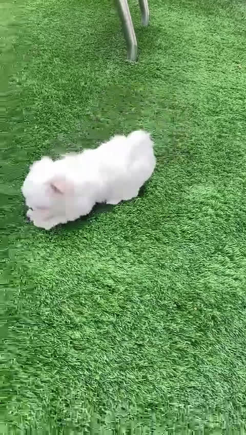 Bichón Maltés perros en venta: Camada raza Bichon Maltes  en Granada - Video 2