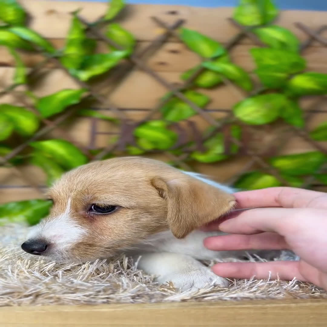 Jack Russell Terrier perros en venta: Camada de Cloe  - Video 2