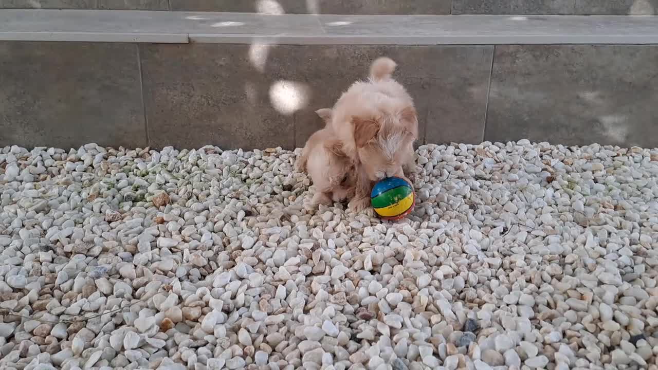 Maltipoo perros en venta: Cachorritos de Maltipoo  - Video 2
