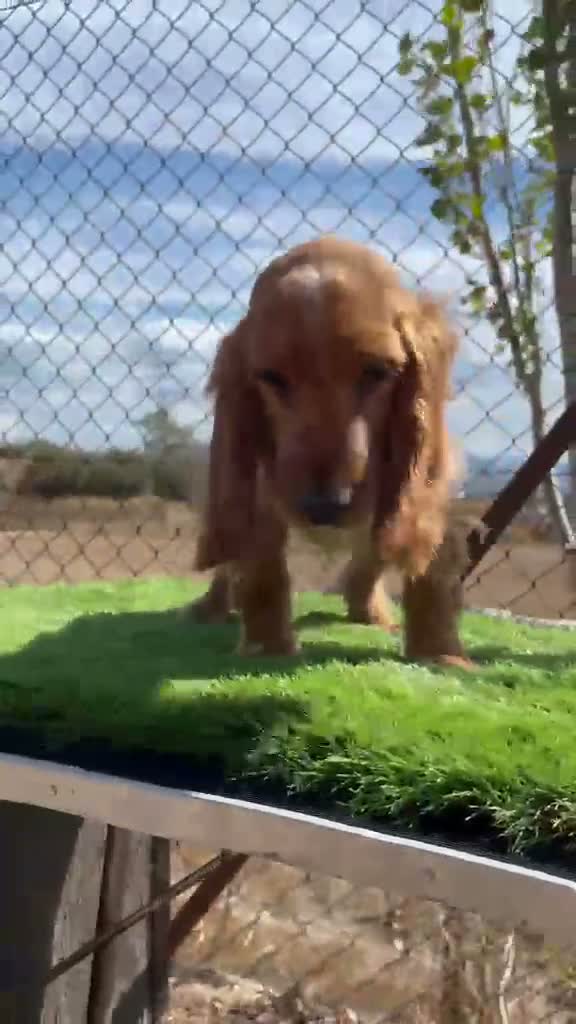 Cocker Spaniel Inglés perros en venta: Cocker inglés dorado - Video 1