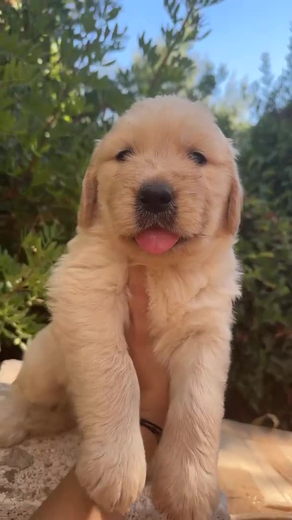 Golden Retriever perros en venta: Golden Retriever - Video 3