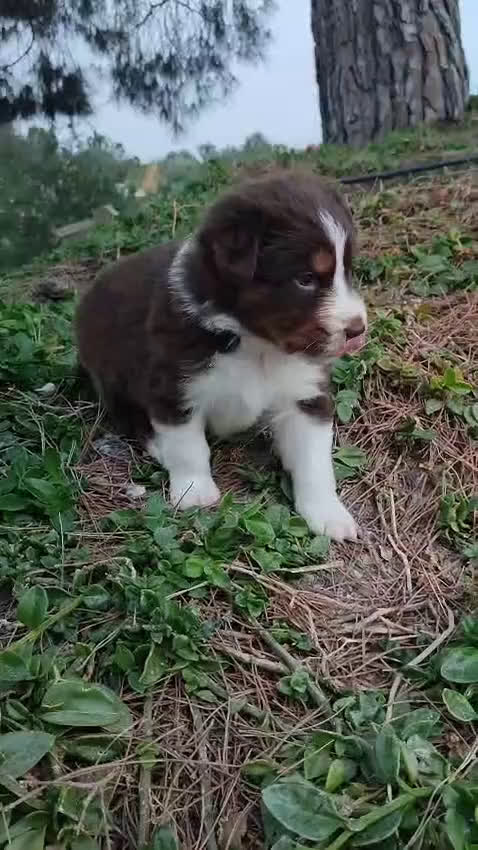 Pastor Australiano perros en venta: CACHORROS PASTOR AUSTRALIANO - Video 4