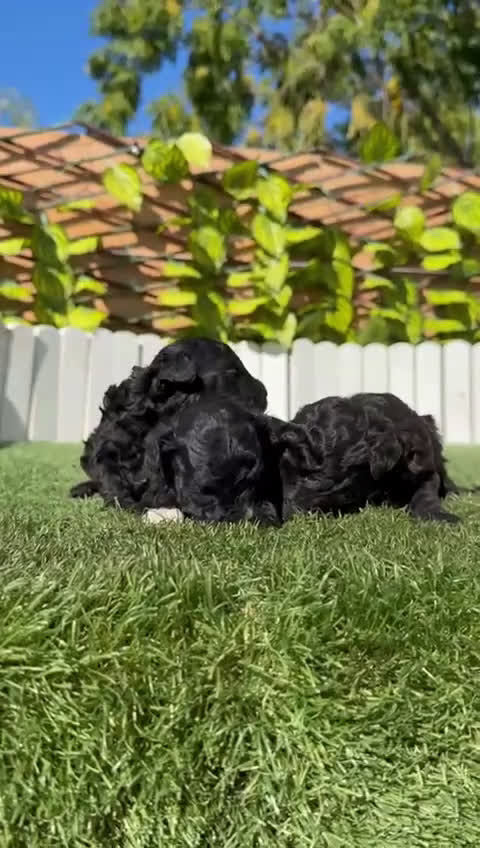 Caniche Toy perros en venta: CANICHE TOY - Video 1