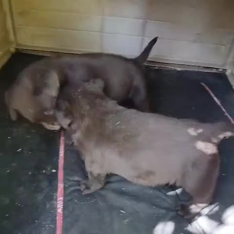 Labrador Retriever perros en venta: LABRADOR XOCOLATA - Video 1