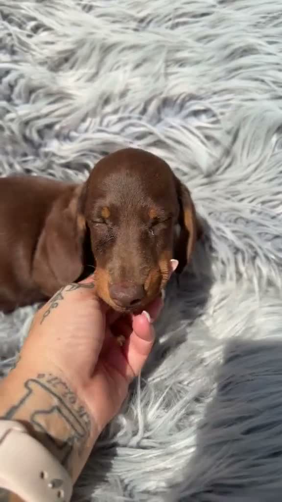 Teckel Miniatura perros en venta: Teckel choco - Video 1