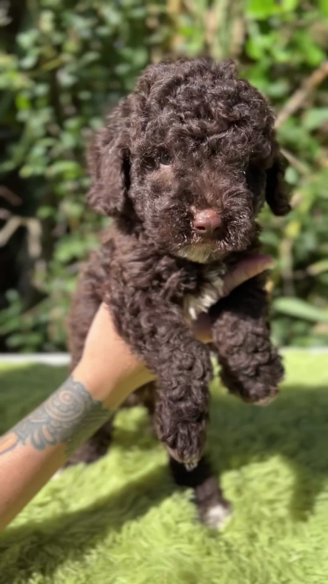 Perro de Agua Español perros en venta: Perro de Agua chocolate  - Video 1