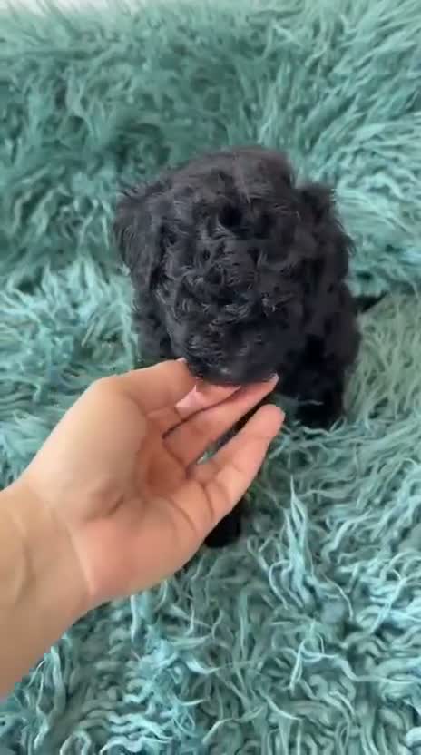 Caniche Toy perros en venta: Caniche toy 50% asiático🐾 - Video 1