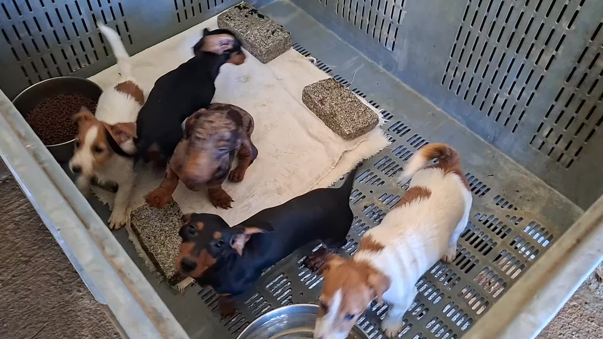 Jack Russell Terrier perros en venta: Jack Russell - Video 2