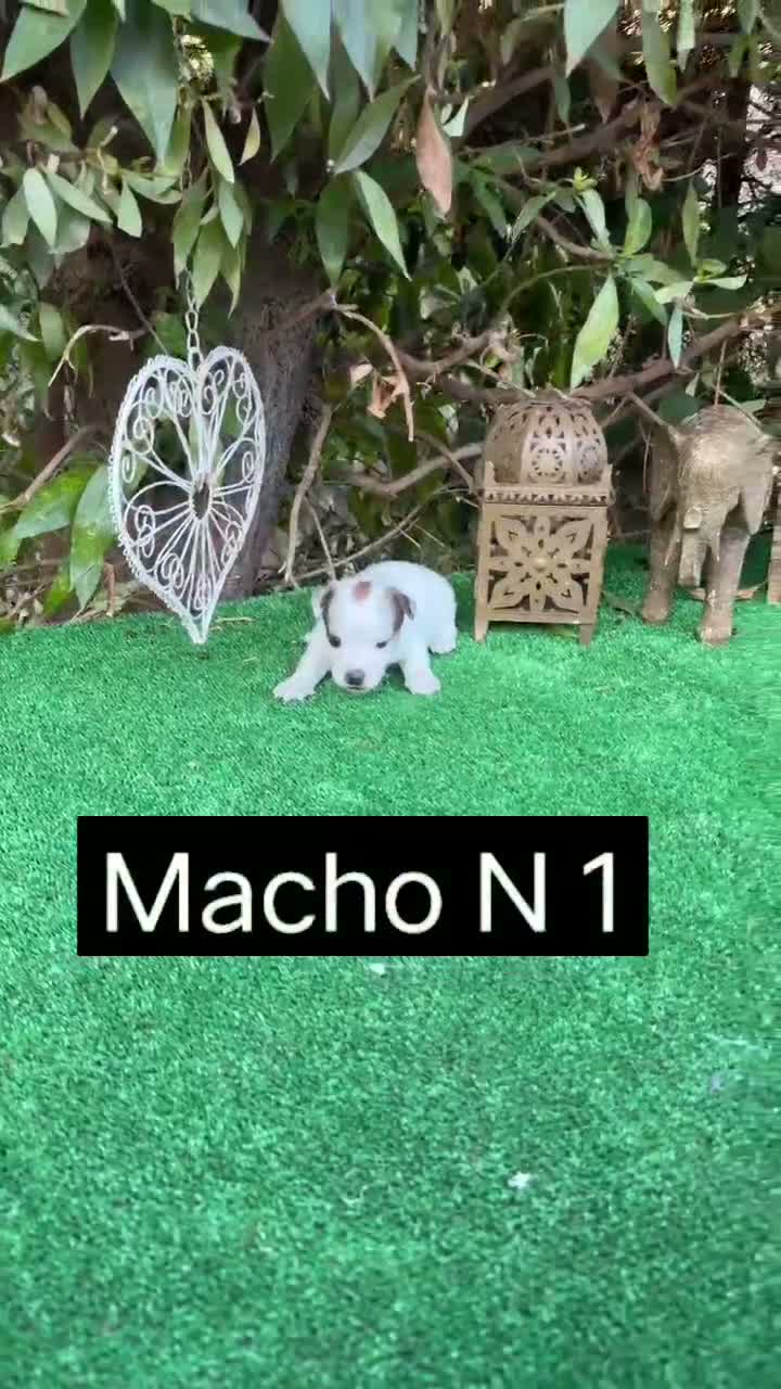 Jack Russell Terrier perros en venta: Jack Russell preciosos cachorros disponibles  - Video 5