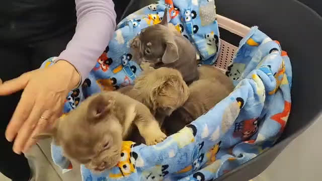 Bulldog Francés perros en venta: Bulldog Frances Fluffy cachorros impresionantes  - Video 1