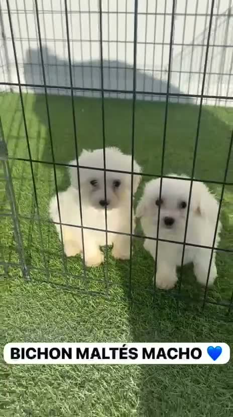 Bichón Maltés perros en venta: CAMADA DE BICHON MALTÉS DISPONIBLE TOLEDO - Video 1