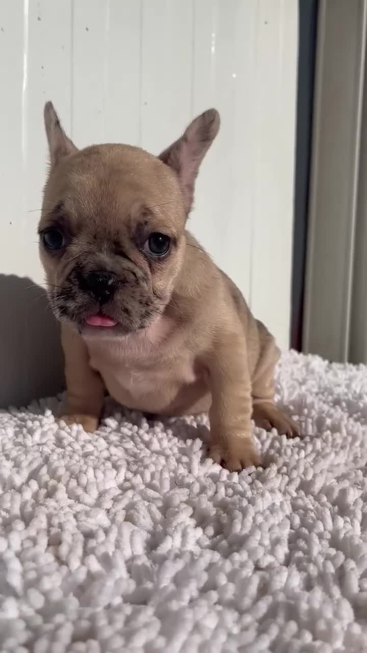 Bulldog Francés perros en venta: Última Bulldog francés hembra  - Video 1