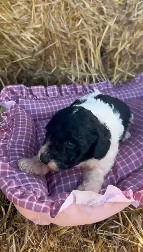 Perro de Agua Español perros en venta: Perro de aguas español - Video 3