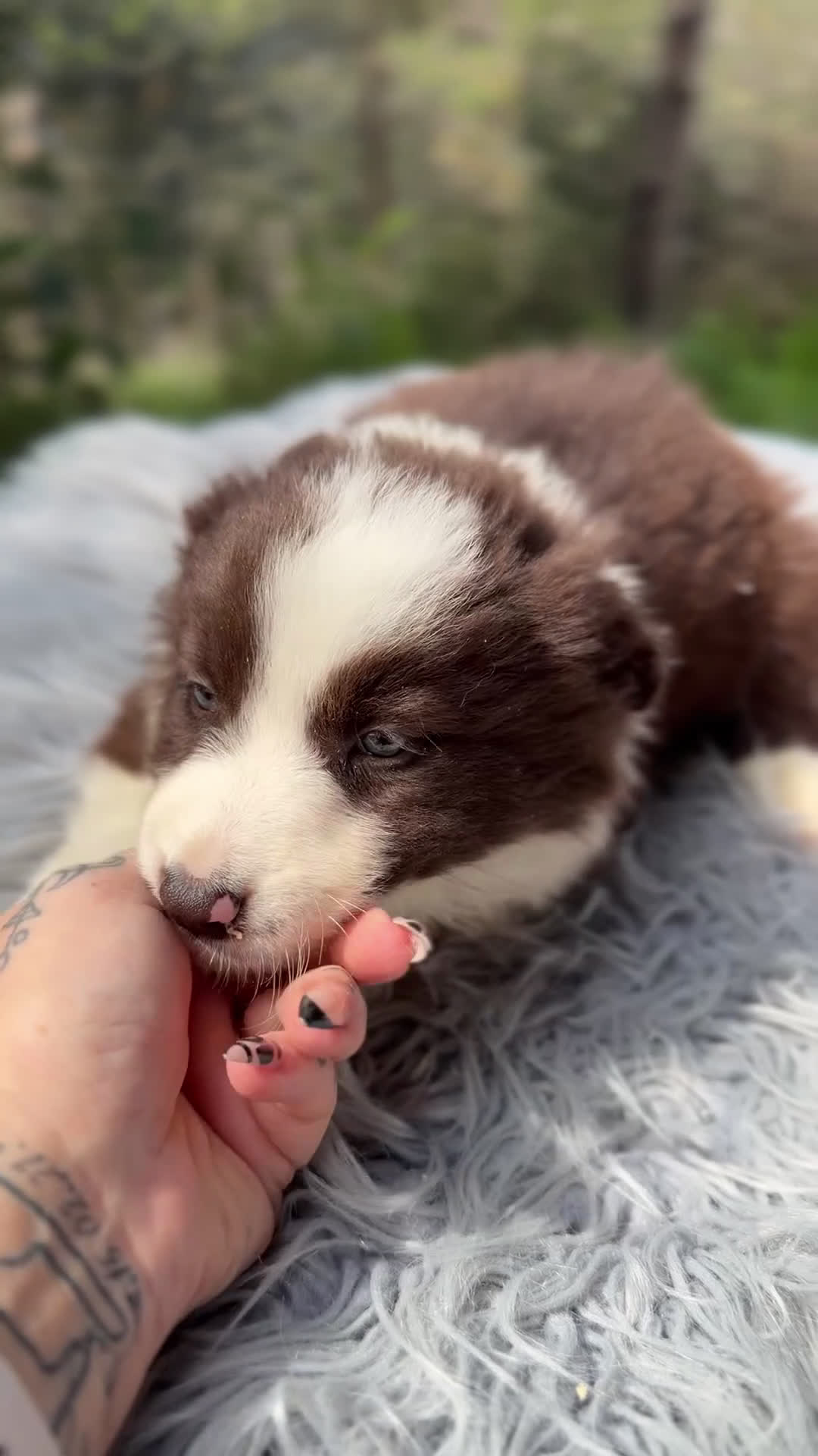 Border Collie perros en venta: Border chocolate  - Video 1