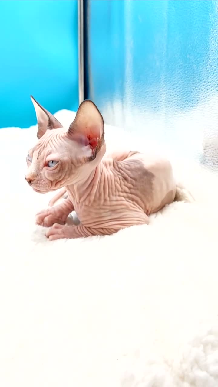 Sphynx gatos en venta: Preciosa hembrita ojos azules  - Video 1