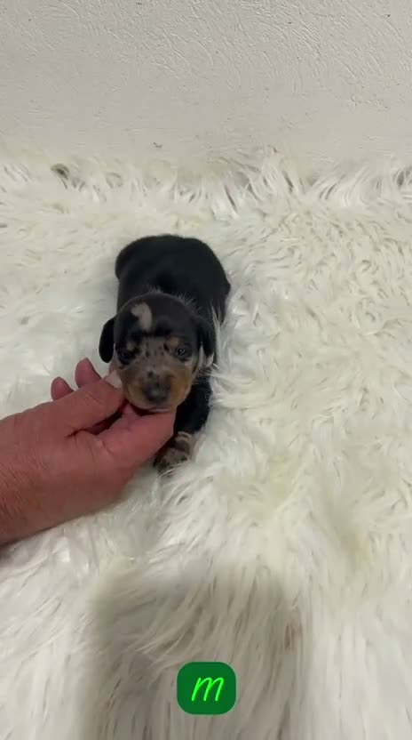 Teckel Miniatura perros en venta: CACHORRITOS TECKEL MINI ARLEQUÍN - Video 1