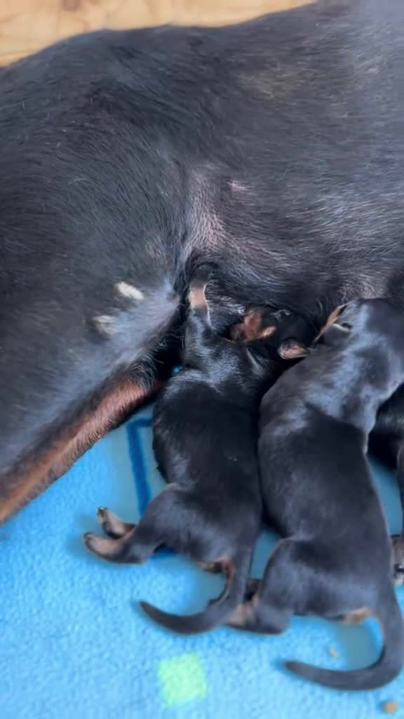 Rottweiler perros en venta: Rottweiler  - Video 2