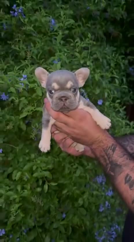 Bulldog Francés perros en venta: ✨ CAMADA EXCLUSIVA | LILAC & TAN ✨ - Video 2