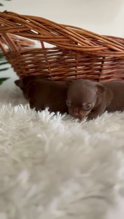 Chihuahua perros en venta: CHIHUAHUA MACHO CHOCOLATE & TAN - Video 1