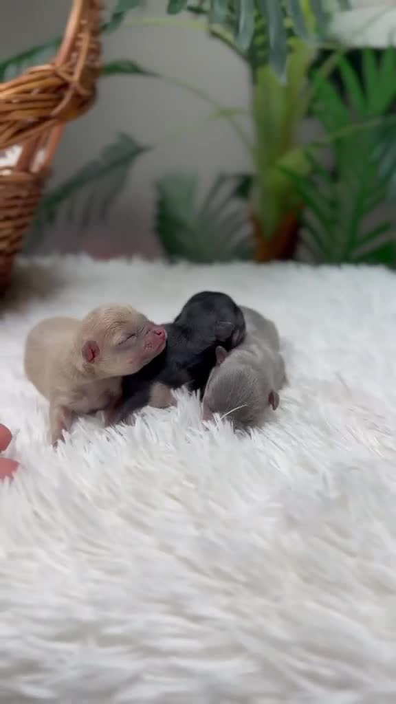 Chihuahua perros en venta: CHIHUAHUA HEMBRAS-COLORES EXOTICOS - Video 1