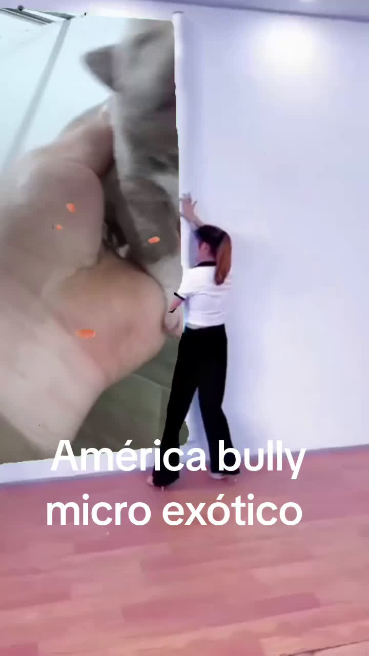 American Bully perros en venta: América bully micro exótico  - Video 1