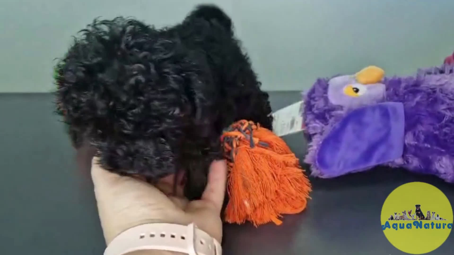 Caniche Toy perros en venta: Caniche Hembra CJMM 4165 AQUANATURA - Video 1