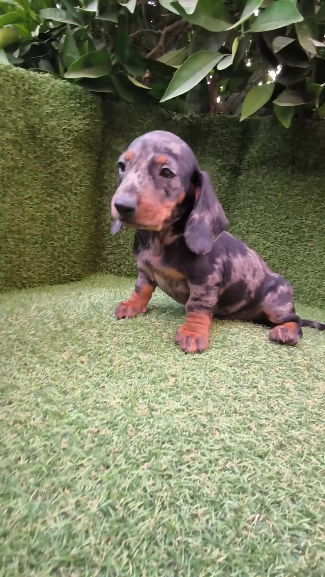 Teckel Miniatura perros en venta: camada teckel  mini de todos los colores  - Video 2