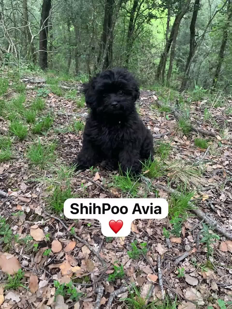 Shihpoo perros en venta: Preciosos Cachorritos  ShihPoo en Villarta - Video 2