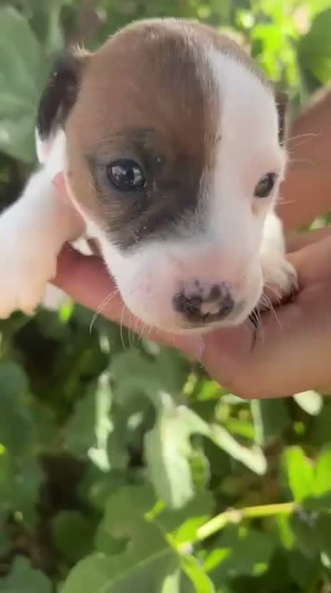 Jack Russell Terrier perros en venta: Jack Russell - Video 3
