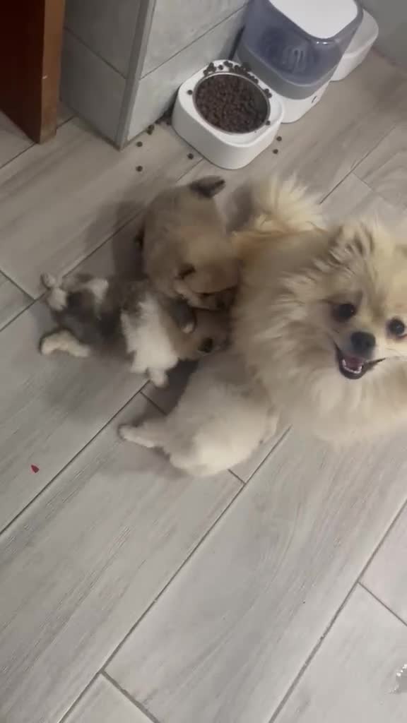 Pomerania perros en venta: Cachorros de pomerania  - Video 1