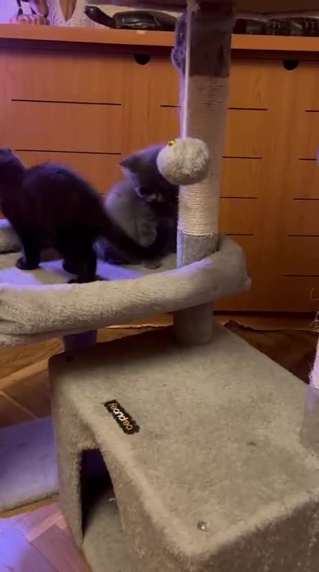 Británico de Pelo Corto gatos en venta: Gatitos British shorthair - Video 1