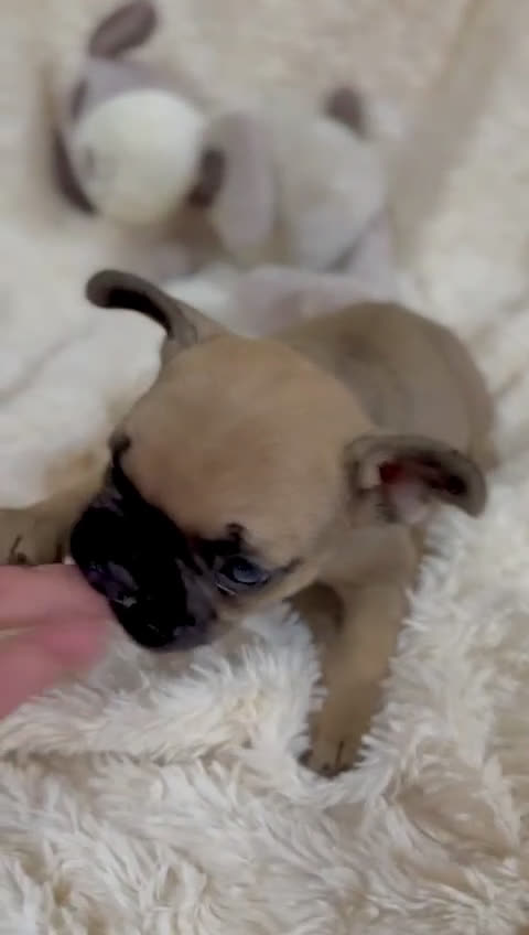 Bulldog Francés perros en venta: Bulldog francés Fawn  - Video 1