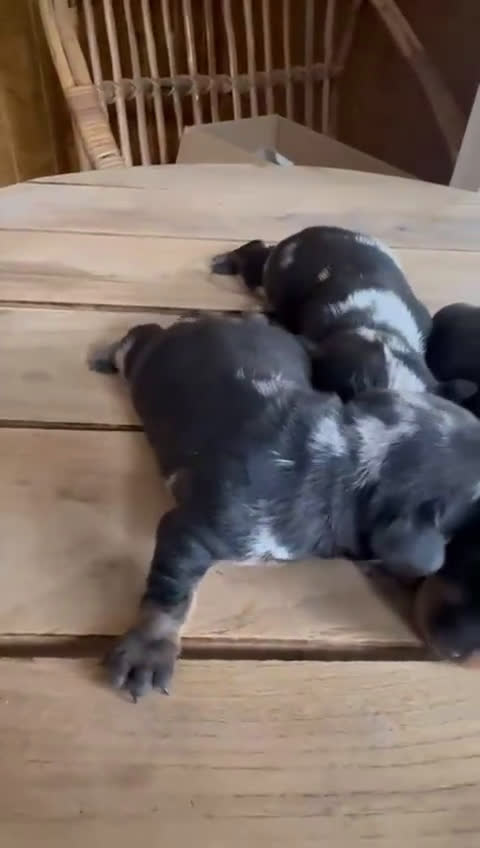 Teckel perros en venta: Dachshund   - Video 2