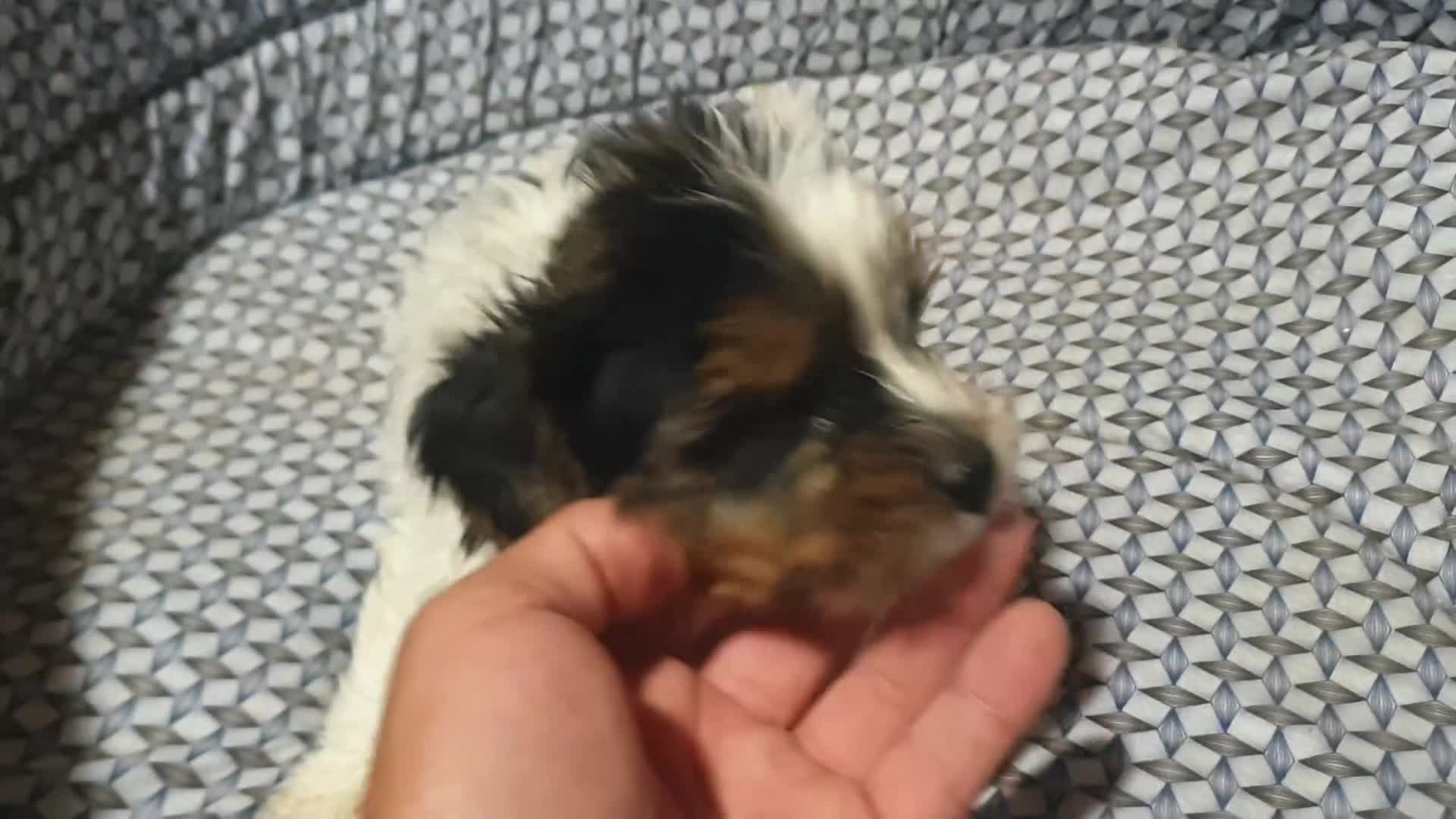 Biewer Yorkshire Terrier a la Pom Pon perros en venta: Biewer cachorros con pedigree - Video 1