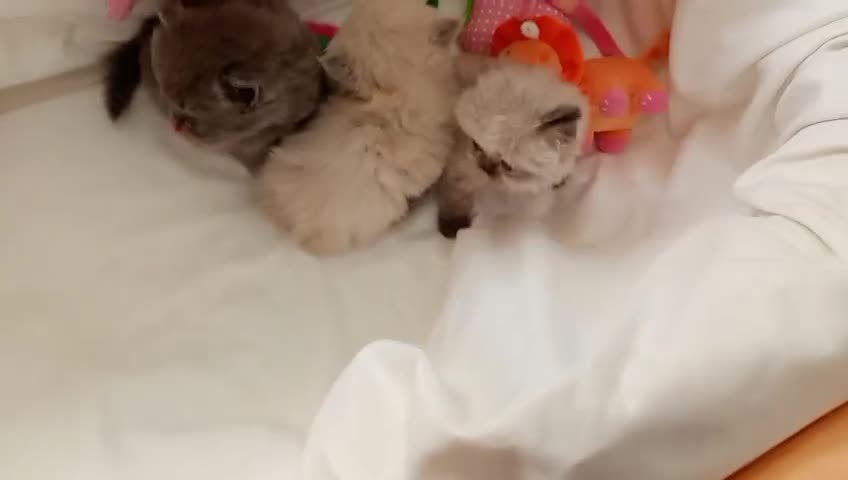Persa gatos en venta: Gatitos persa y malayo - Video 1