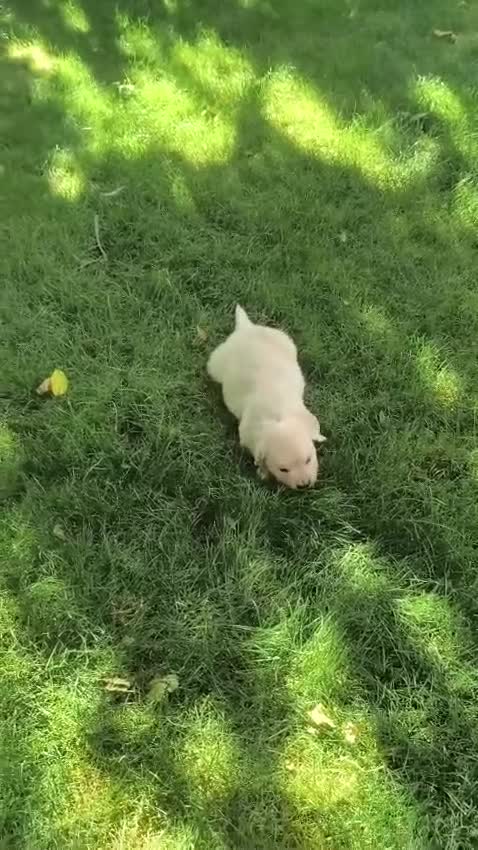 Golden Retriever perros en venta: Golden retriever - Video 1