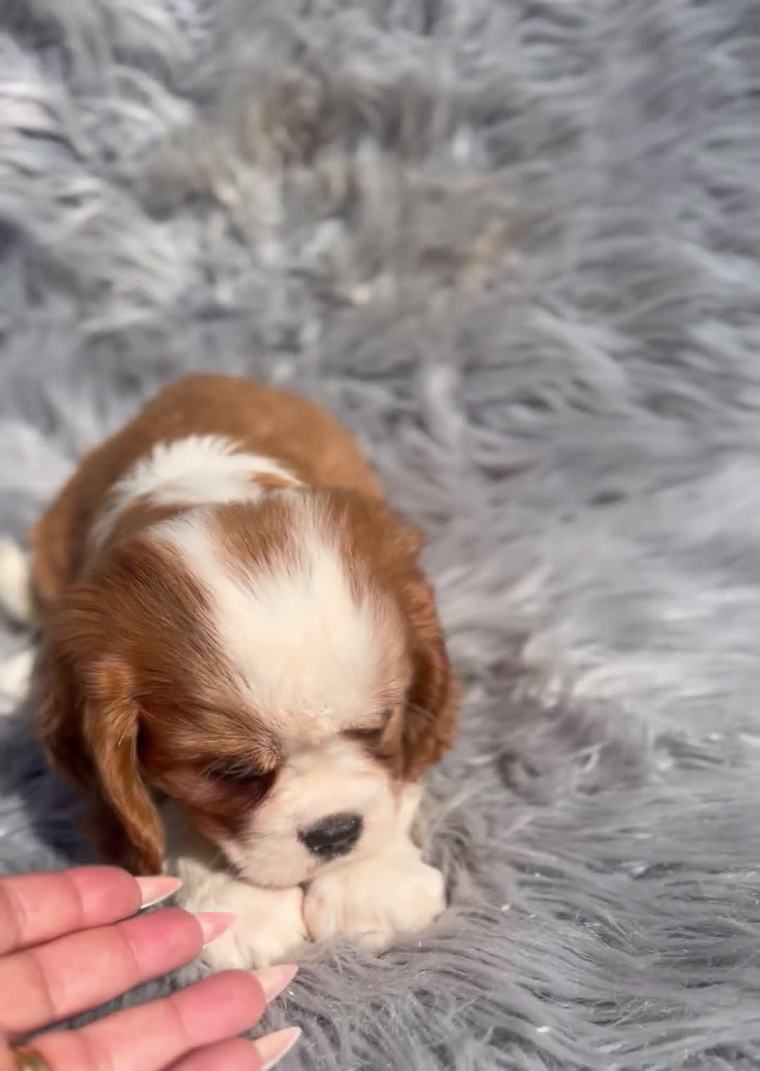 Cavalier King Charles Spaniel perros en venta: Cavalier blenheim - Video 1
