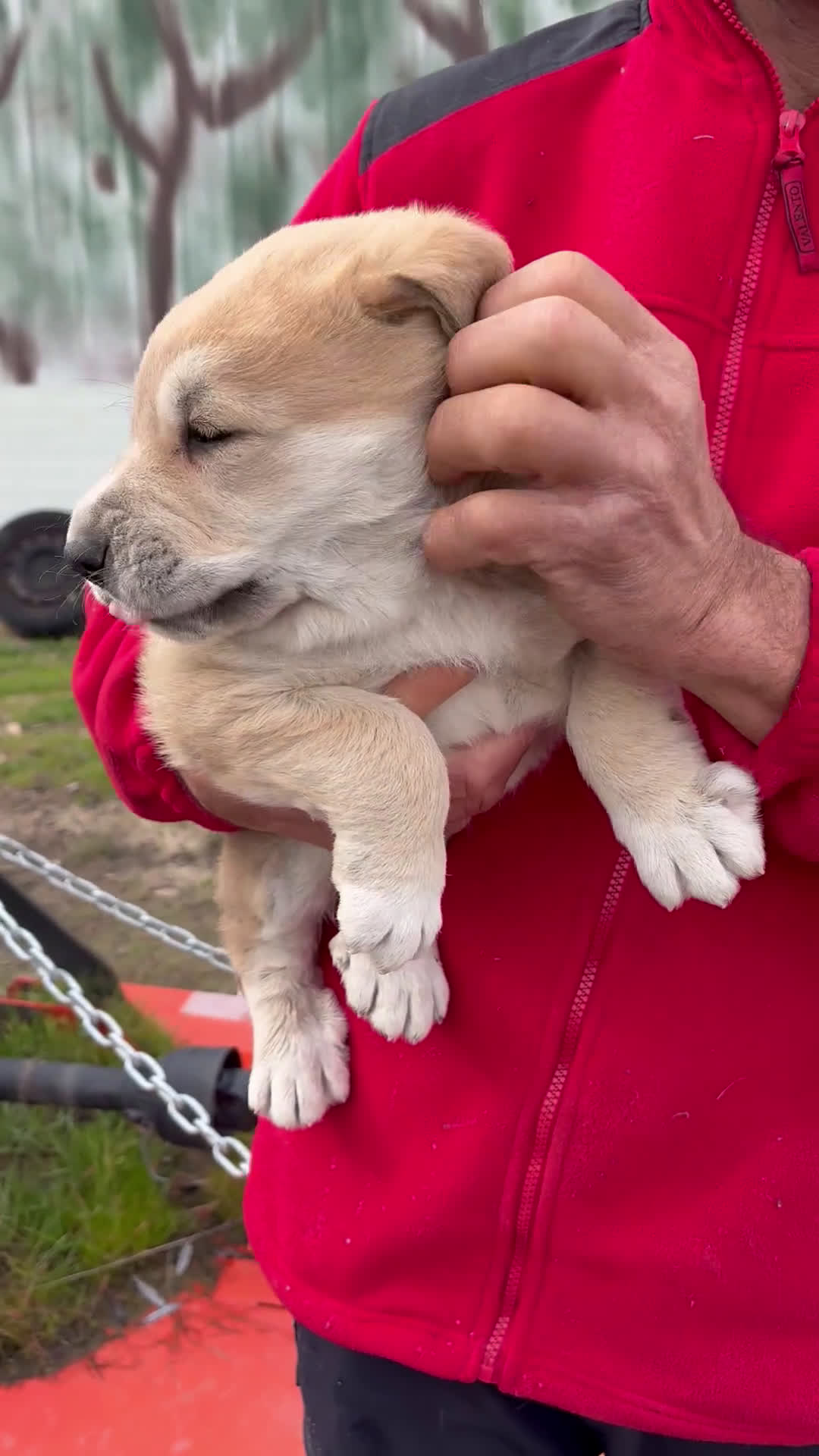 Mastín Español perros en venta: Macho mastín Español cachorro - Video 1