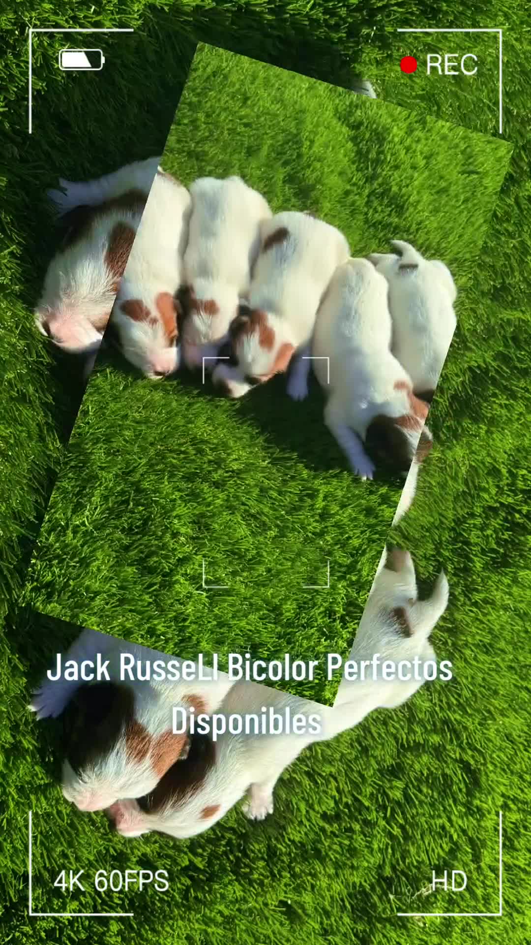 Jack Russell Terrier perros en venta: Jack Russell preciosos patitas cortas  - Video 1
