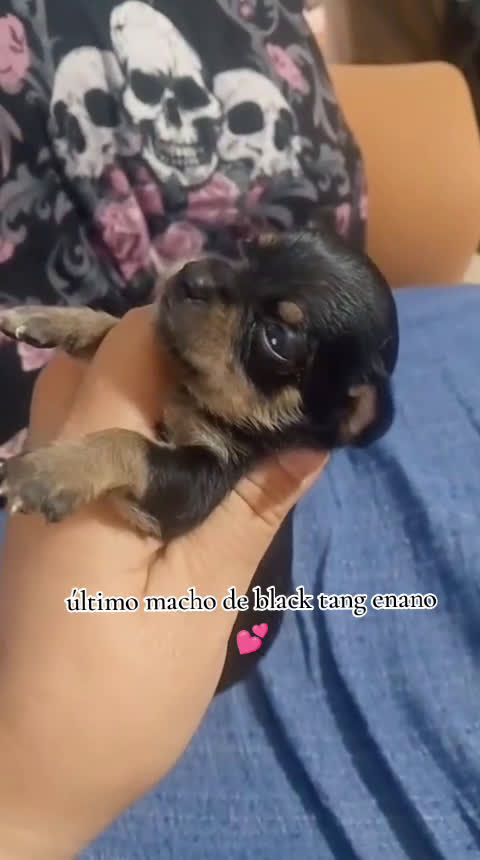 Chihuahua perros en venta: Camada para reservar  - Video 1