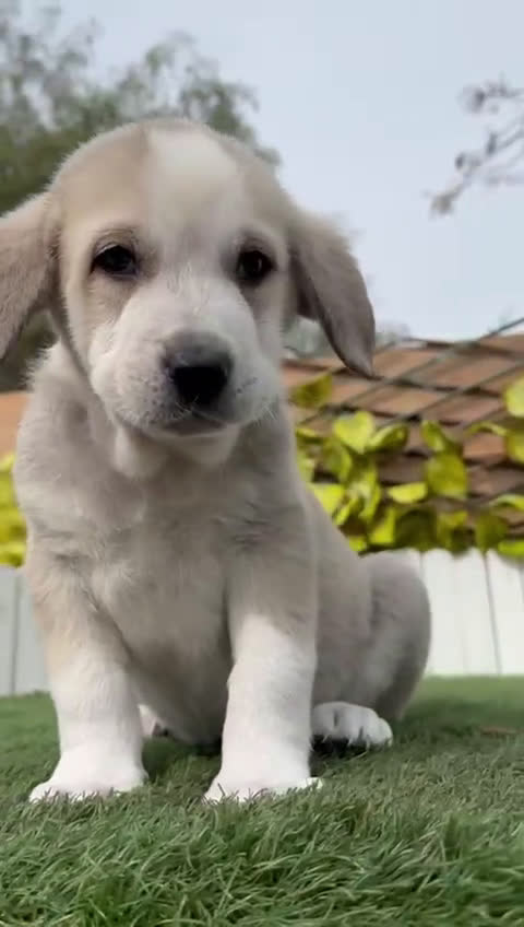 Mastín Español perros en venta: MASTIN ESPAÑOL - Video 1